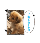 チロル＆チョコ出逢い編 2（個別スタンプ：20）