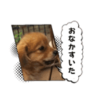 チロル＆チョコ出逢い編 2（個別スタンプ：29）