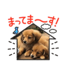 チロル＆チョコ出逢い編 2（個別スタンプ：33）