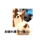 レオのアルバム❗️（個別スタンプ：5）