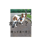 こんにちは、レオ❗️（個別スタンプ：8）