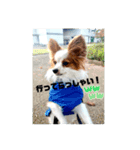こんにちは、レオ❗️（個別スタンプ：9）