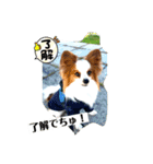 こんにちは、レオ❗️（個別スタンプ：12）
