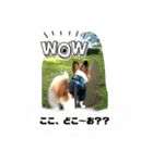 こんにちは、レオ❗️（個別スタンプ：13）