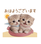 スコティッシュ猫 リボン 使える日常 敬語（個別スタンプ：1）