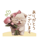 スコティッシュ猫 リボン 使える日常 敬語（個別スタンプ：4）