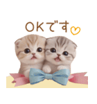 スコティッシュ猫 リボン 使える日常 敬語（個別スタンプ：5）