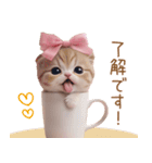 スコティッシュ猫 リボン 使える日常 敬語（個別スタンプ：6）