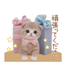 スコティッシュ猫 リボン 使える日常 敬語（個別スタンプ：13）