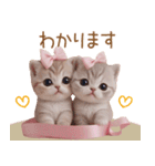 スコティッシュ猫 リボン 使える日常 敬語（個別スタンプ：17）