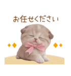 スコティッシュ猫 リボン 使える日常 敬語（個別スタンプ：18）