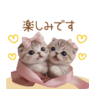 スコティッシュ猫 リボン 使える日常 敬語（個別スタンプ：21）