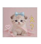 スコティッシュ猫 リボン 使える日常 敬語（個別スタンプ：22）