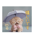 スコティッシュ猫 リボン 使える日常 敬語（個別スタンプ：24）