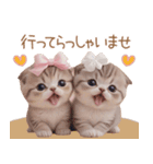 スコティッシュ猫 リボン 使える日常 敬語（個別スタンプ：26）