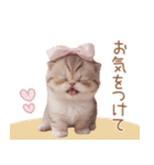 スコティッシュ猫 リボン 使える日常 敬語（個別スタンプ：27）
