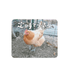 名古屋コーチンのこーちゃん（個別スタンプ：10）
