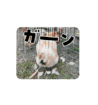名古屋コーチンのこーちゃん（個別スタンプ：15）