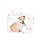 我が家のくぅたん4（個別スタンプ：3）