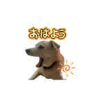 我が家のくぅたん4（個別スタンプ：5）