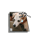 我が家のくぅたん4（個別スタンプ：7）