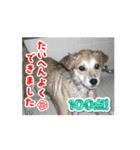我が家のくぅたん4（個別スタンプ：10）