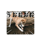 我が家のくぅたん4（個別スタンプ：12）