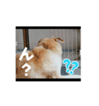 我が家のくぅたん4（個別スタンプ：16）