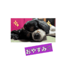 虎鉄～（個別スタンプ：1）