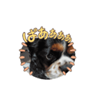 虎鉄～（個別スタンプ：8）
