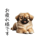 仕事で使えるペキニーズの子犬スタンプ（個別スタンプ：4）