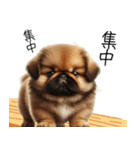仕事で使えるペキニーズの子犬スタンプ（個別スタンプ：7）