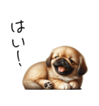 仕事で使えるペキニーズの子犬スタンプ（個別スタンプ：19）