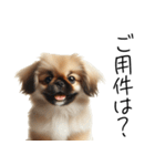 仕事で使えるペキニーズの子犬スタンプ（個別スタンプ：21）