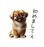 仕事で使えるペキニーズの子犬スタンプ（個別スタンプ：26）