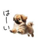 仕事で使えるペキニーズの子犬スタンプ（個別スタンプ：31）