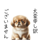 仕事で使えるペキニーズの子犬スタンプ（個別スタンプ：35）