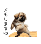 仕事で使えるペキニーズの子犬スタンプ（個別スタンプ：36）