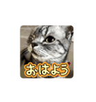 ももとみぃ（個別スタンプ：1）