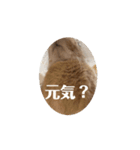 うさぎのむぎちゃん2（個別スタンプ：3）