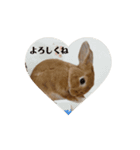 うさぎのむぎちゃん2（個別スタンプ：6）