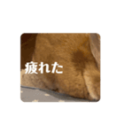 うさぎのむぎちゃん2（個別スタンプ：8）