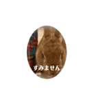 うさぎのむぎちゃん2（個別スタンプ：10）