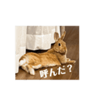 うさぎのむぎちゃん2（個別スタンプ：13）