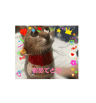 うきうきさくらだよ（個別スタンプ：1）