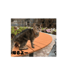 うきうきさくらだよ（個別スタンプ：7）