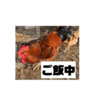 動く鶏達（個別スタンプ：5）