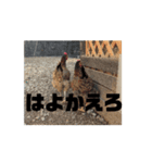 動く鶏達（個別スタンプ：6）