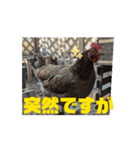 動く鶏達（個別スタンプ：7）