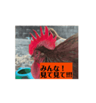 動く鶏達（個別スタンプ：8）